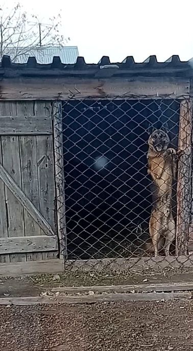 Предлагаю кобелья на вязку