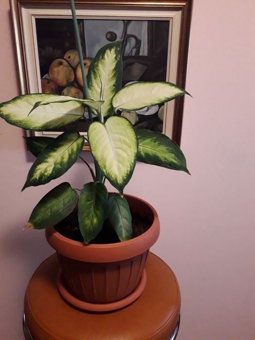 Plante dieffenbachia