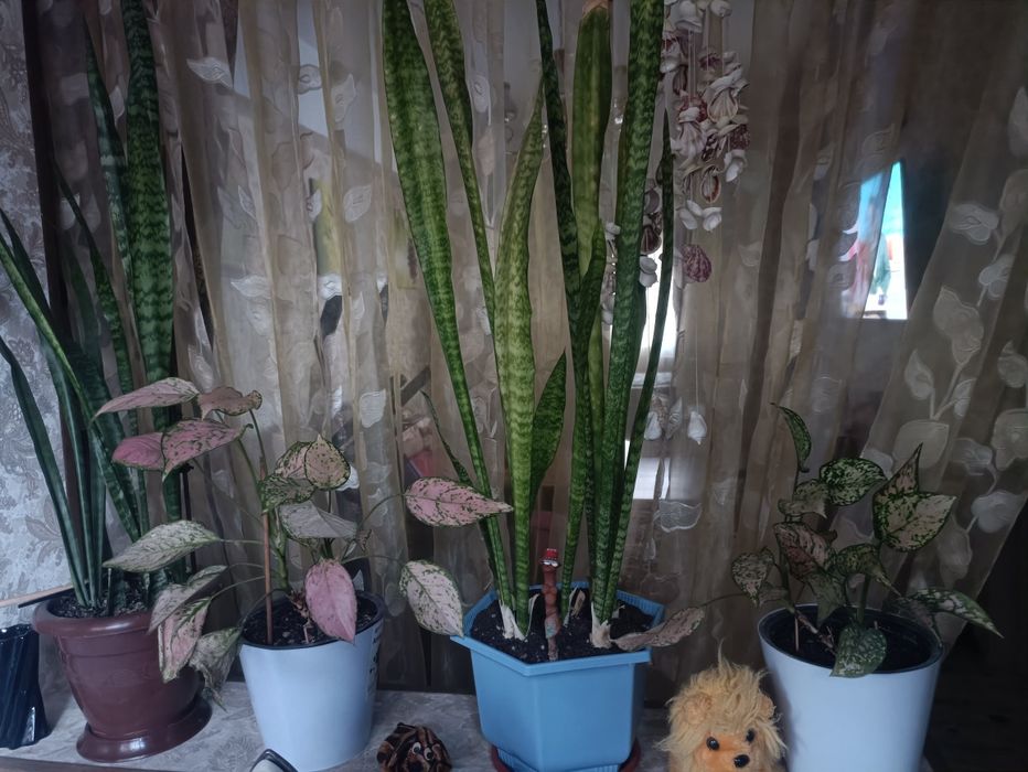 Продам комнатные цветы,один 60 тыс сум