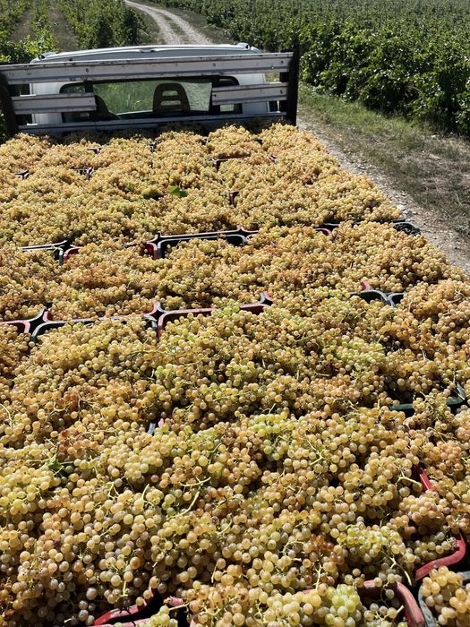 Struguri de vin transport gratuit