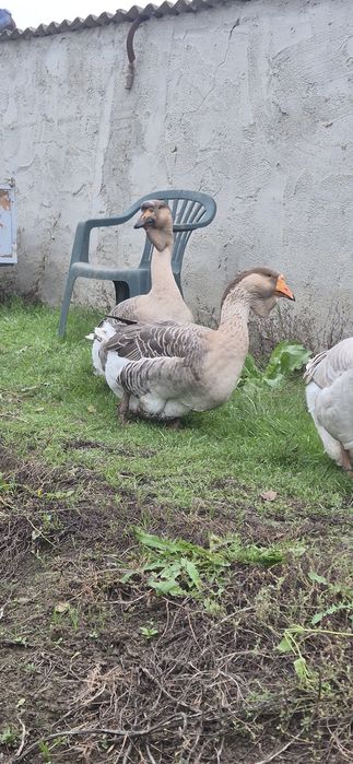 Vând gaste metis holmogor