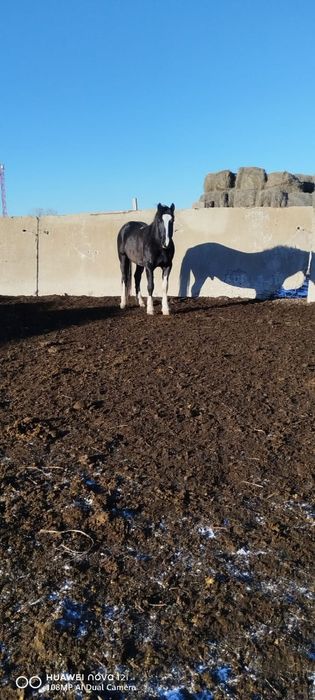 Айгыр сатылады пол тяж