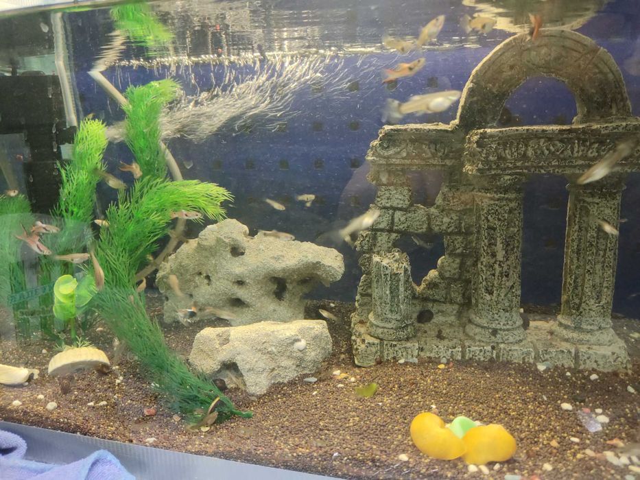 Аквариум 84х32х30 75 литров с рыбками гуппи  50-60 штук