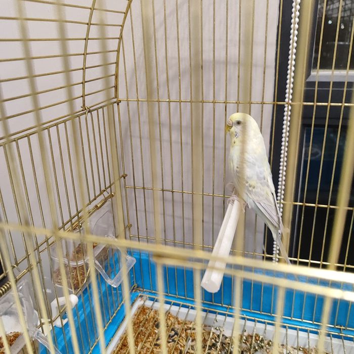 Продаю попугаев срочно