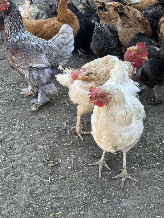 Gaini  si cocosi tineri rase mixte