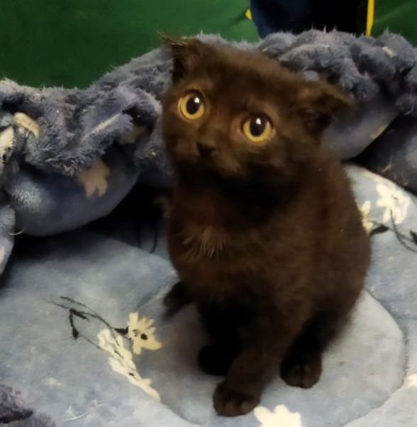 Пристраивается котёнок