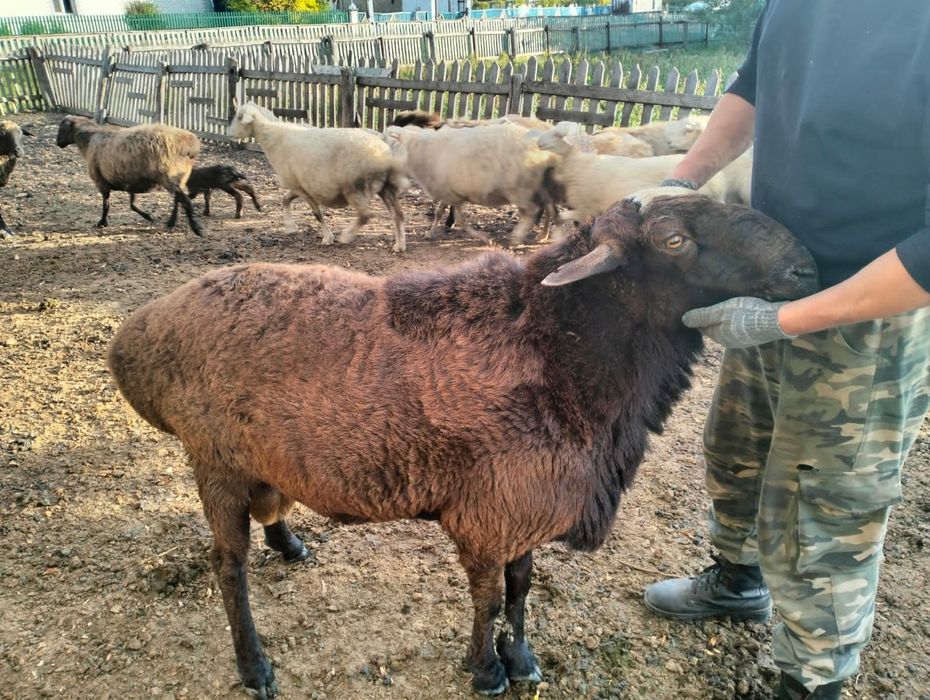 Продам или обмен