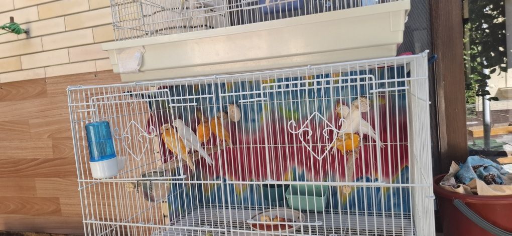 Продаётся канарейки самцы