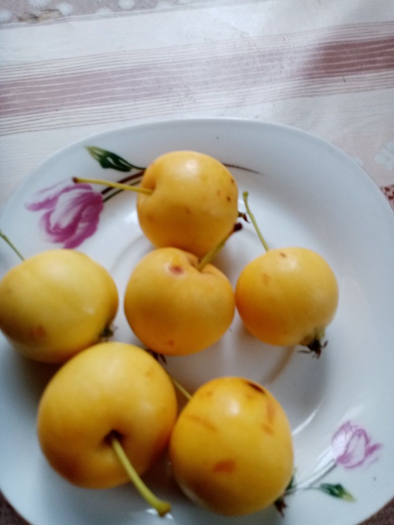 Продам тую, вишню домашнюю,резанные яблочки, сладкие, вкусные,.