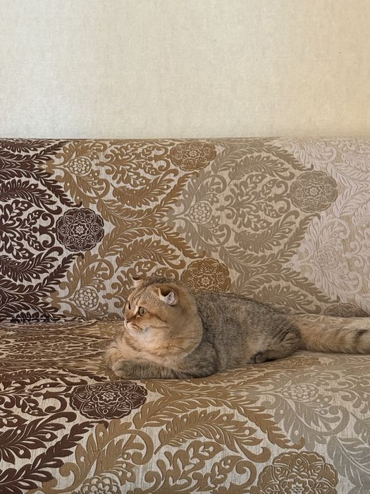 Scottish fold zolotaya shinshilla srocnoo