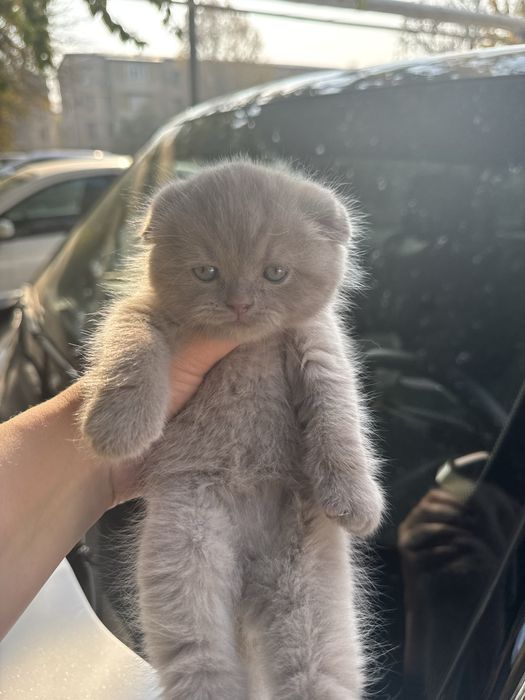 Продаюся котята Фолд