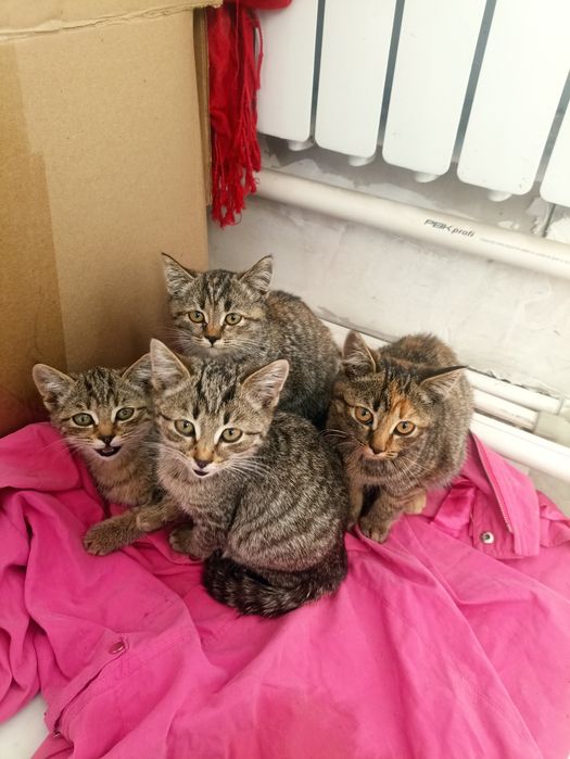 Отдам котят в хорошие руки.