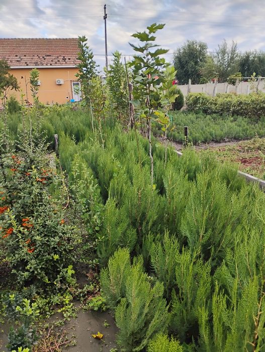 Vând tuia, platan și catalpa