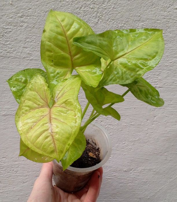 Сингониум Голден Аллюжен. Цветы для дома и офиса.