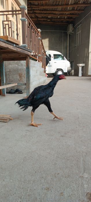 Dakan joja xoroz sotiladi