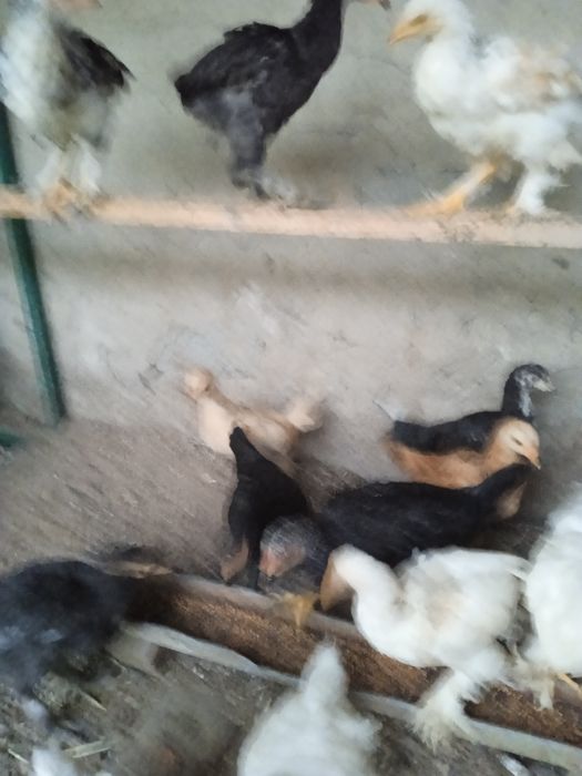 Продаются циплята куры брама