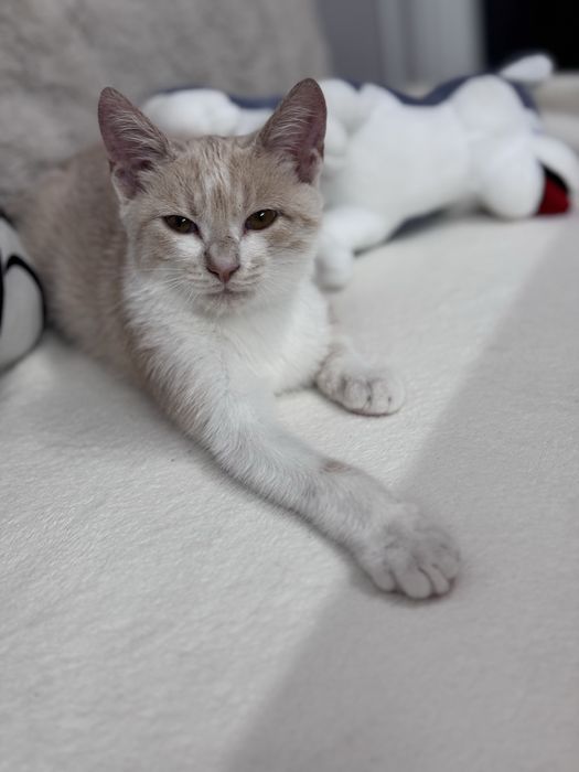 Подарявам мъжко котенце