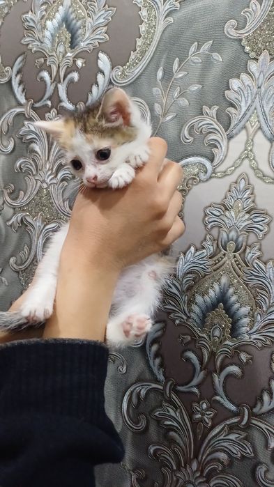 Котенок ищет дом!