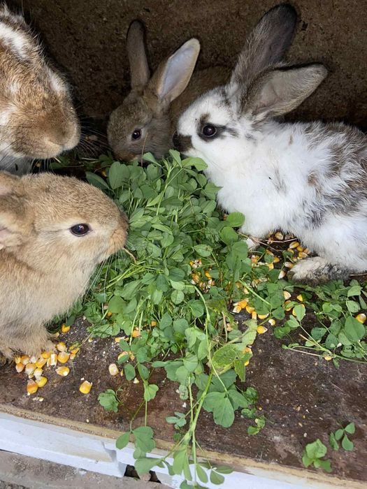 Iepuri uriași germani, și normali