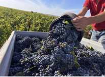 Struguri de vin necesita transpoti in tota tara