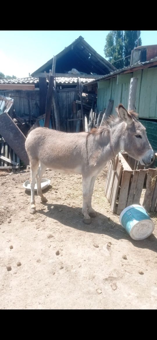 Продам Ишачку с ишачонком и брычкой