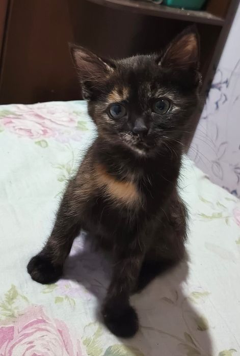 Котенок в самые любящие руки!