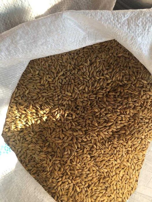 Vând orz producție 2025