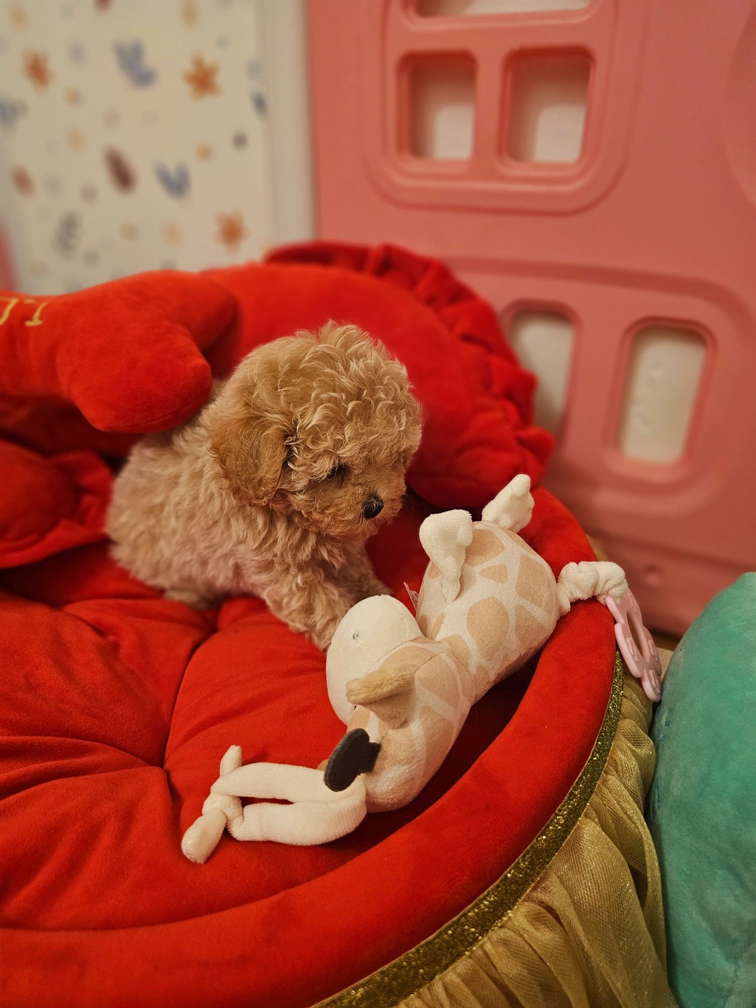 Maltipoo teacup,  mini toy