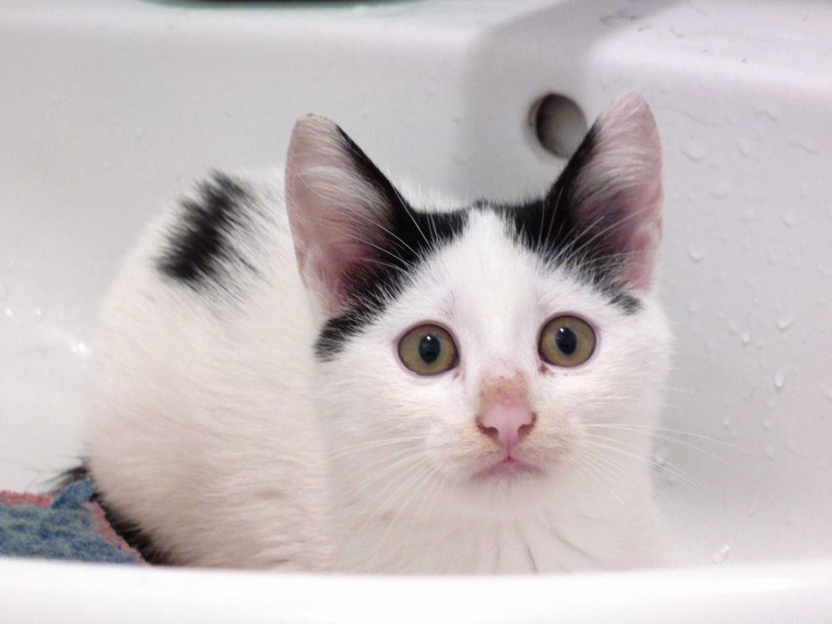 Малък сладур си търси дом (коте, котка)