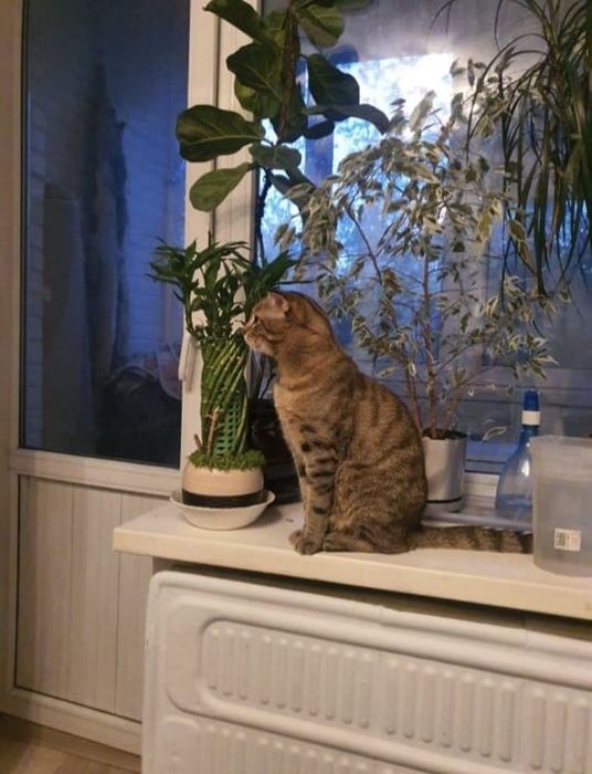 Отдам бесплатно (вислоухий)