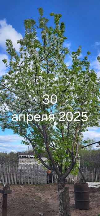 Продам дачу сад Северный 650000