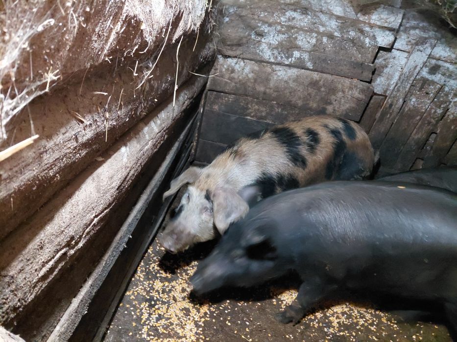 Угоени Прасета на сметка