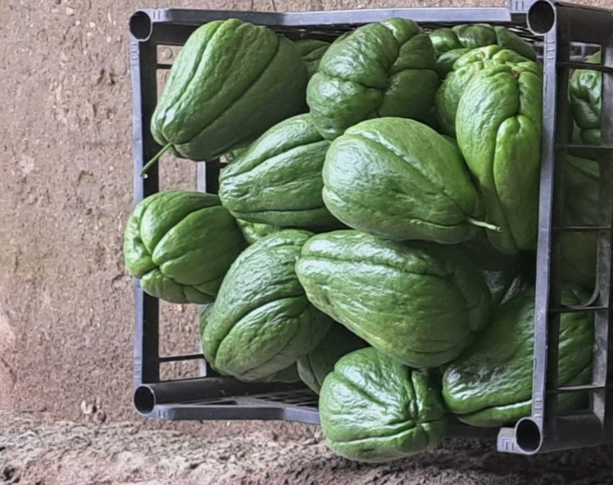 Мексикански краставици