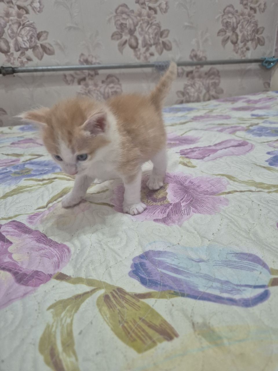 Котята неимоверно красивые