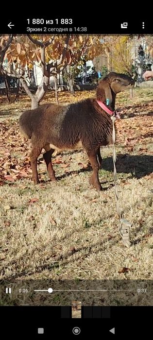 Продам Элитные бараны разных пород