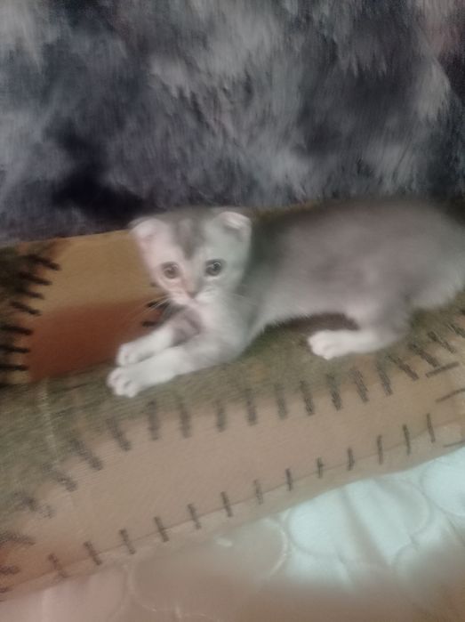 Продам котят серебристая шиншила .