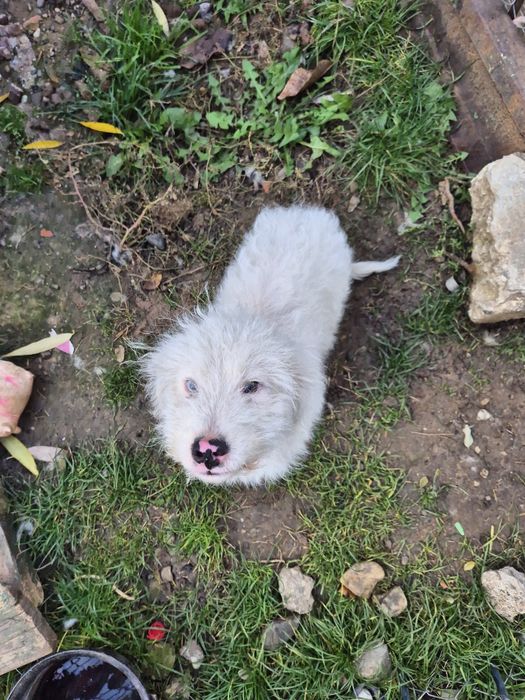 Donez catel pui   , varsta 5 luni