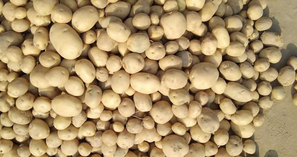 calitate  cartofi +60