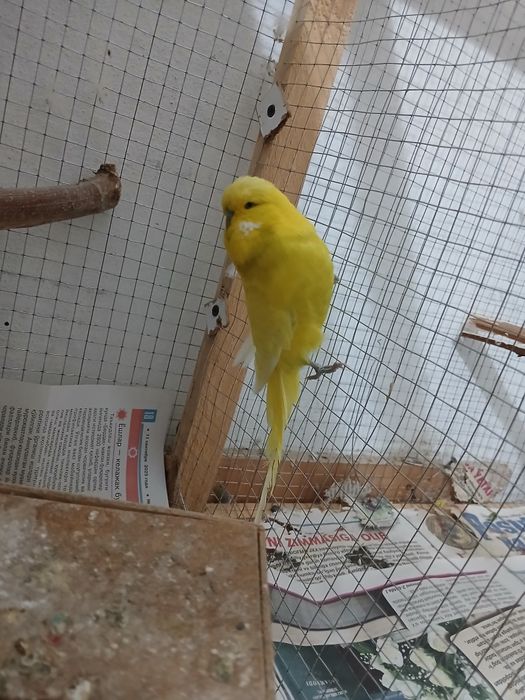 Bir juf popugay sotiladi 1 ta bolasi bor