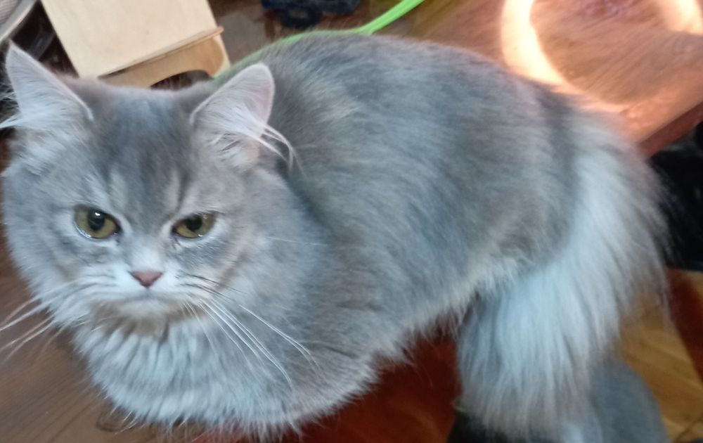 Котёнок Манчкин дев. 6 мес.