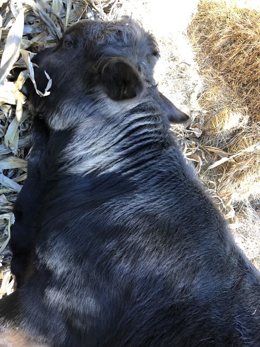 Vând bou rasă brună