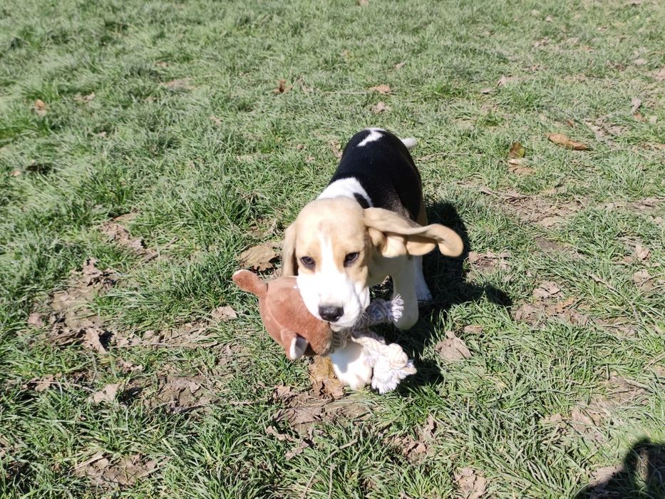 Pui beagle cu pedigree