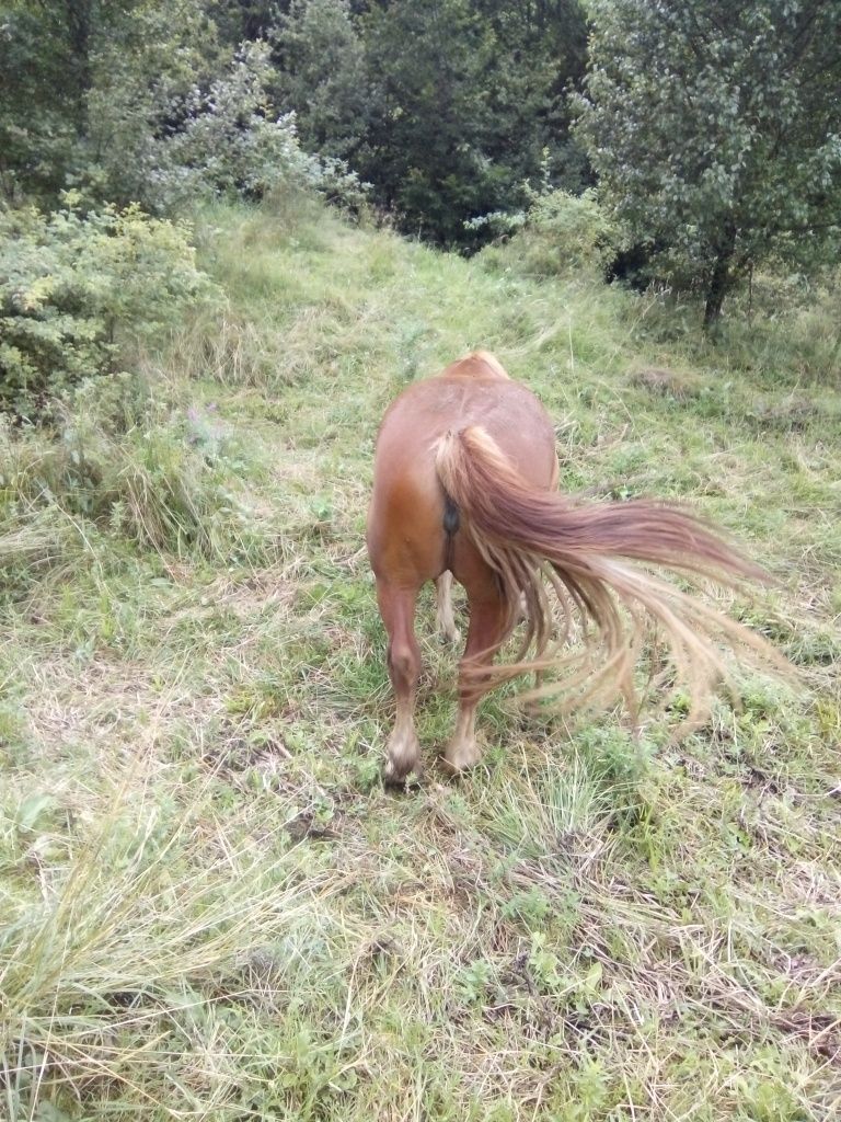 Vând iapă de 3 ani