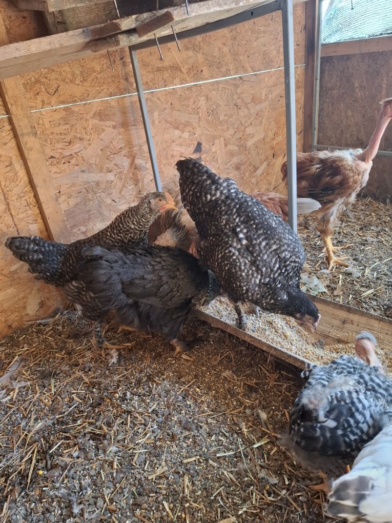 Vând puicuțe tinere