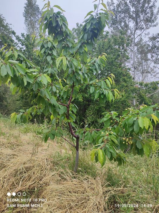 Gilos гилос  kuchatlari 13 xil sortimiz bor