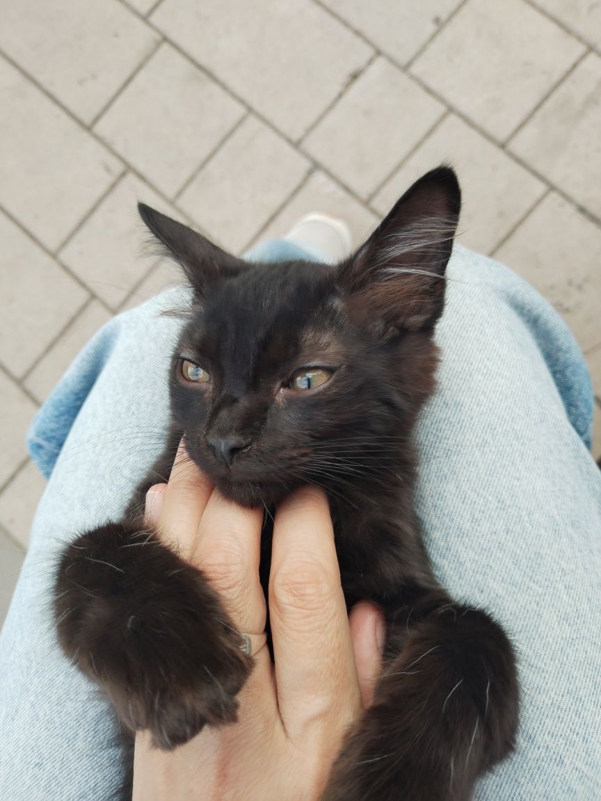 Пристраивается котенок! Бесплатно!