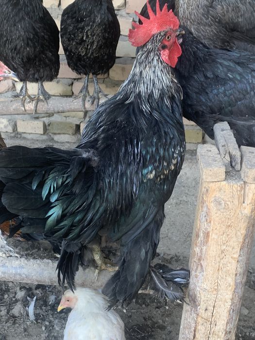 Шахарлик қора хўроз сотилади