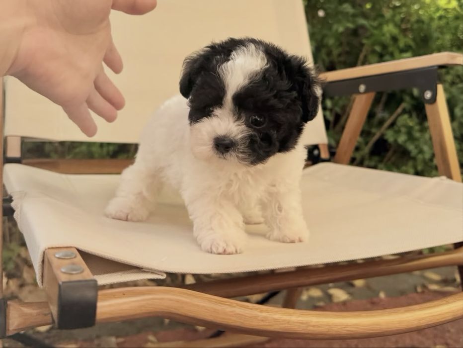 Bichon havanez vaccinat