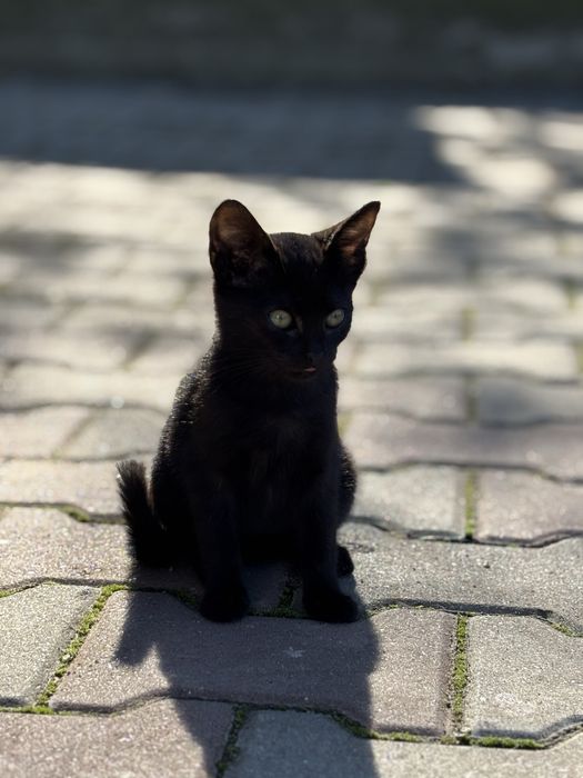 Două pisicuțe pentru adopție