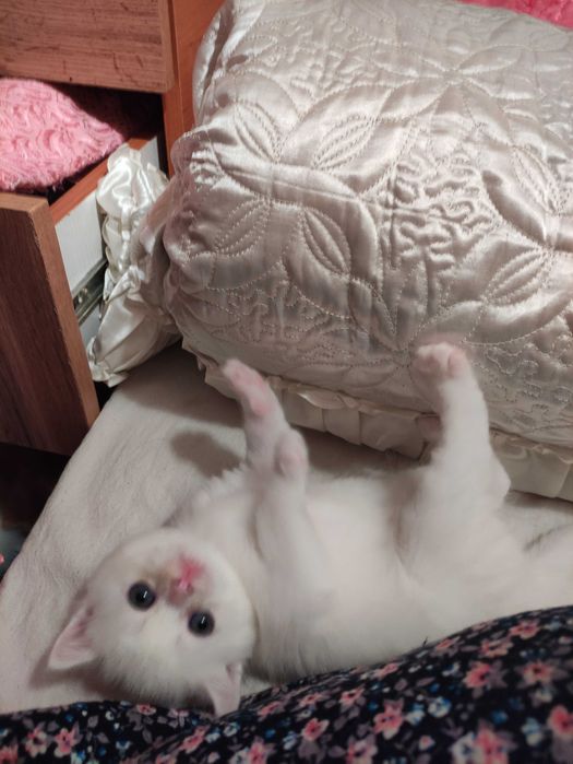 Продается шикарный белоснежный котенок девочка